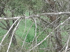 Juniperus ashei