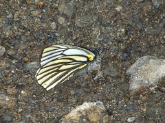 Pieris venata