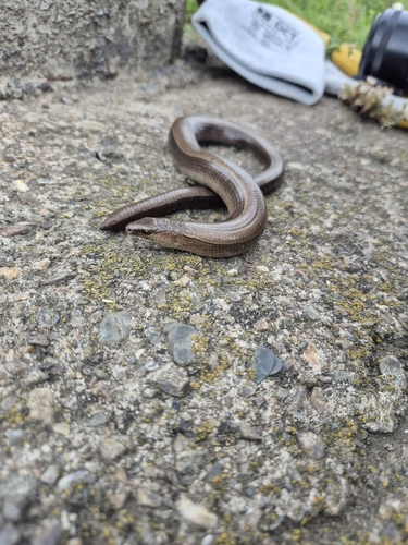 Eastern Slowworm