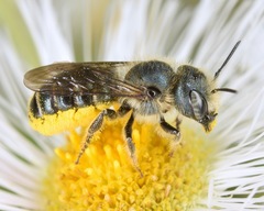 Osmia georgica