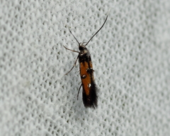 Chrysoclista linneella
