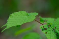 Tilia amurensis