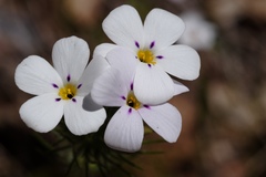 Leptosiphon montanus