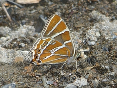 Lethe argentata