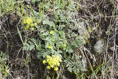 Lomatium utriculatum