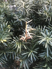 Pestalotiopsis funerea