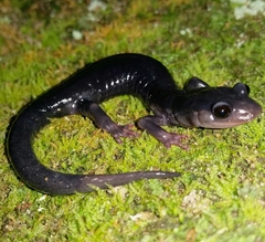 Plethodon amplus