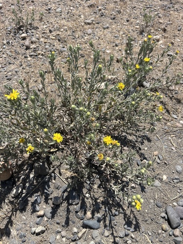 Heterotheca hispida observed 2026-06-15