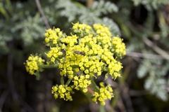 Lomatium utriculatum