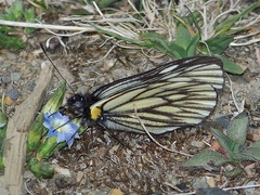 Aporia bernardi