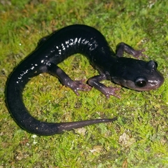 Plethodon amplus