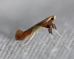 Caloptilia packardella