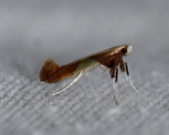 Caloptilia packardella