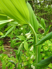 Polygonatum multiflorum