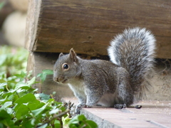 Sciurus alleni