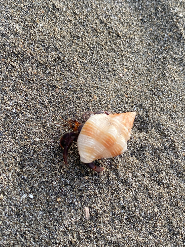 Red Land Hermit Crab