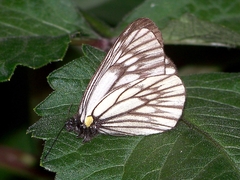 Aporia bernardi