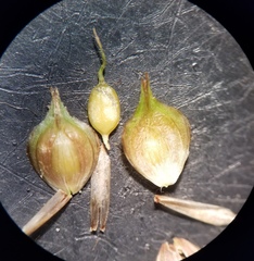 Carex longii