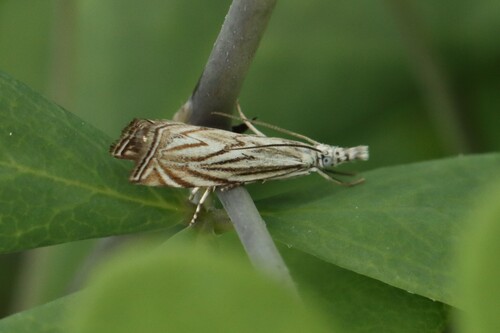 Platytes Moth photo 2
