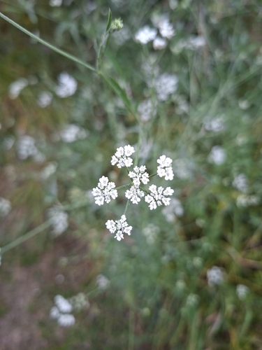 common hedge parsley