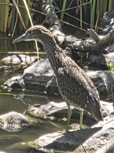iNaturalist observation photo of Black-crowned Night Heron