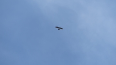 Ictinia mississippiensis