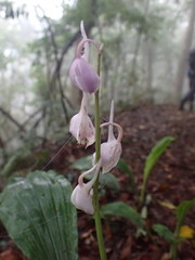Calanthe aristulifera