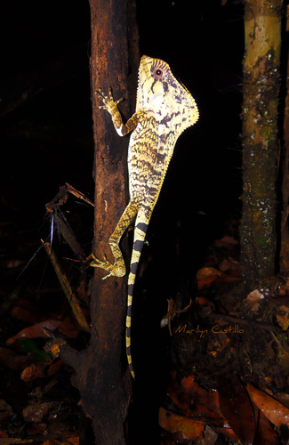 Helmeted Iguana