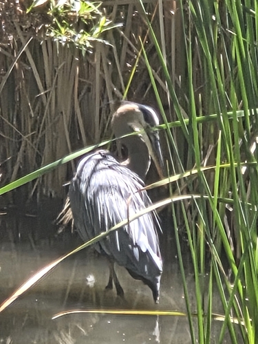 iNaturalist observation photo of Great Blue Heron