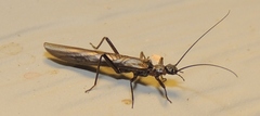 Leuctridae