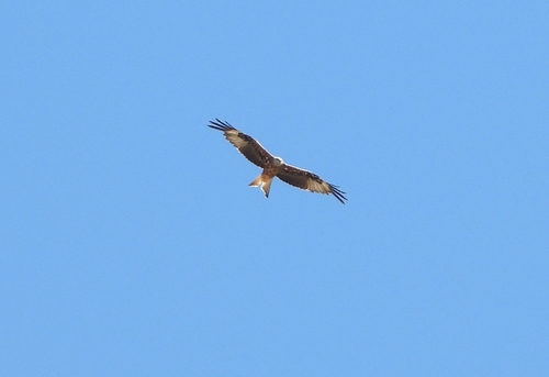 Red Kite