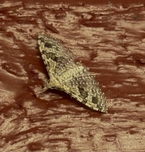 Twenty-plume Moth