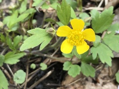 Ranunculus hispidus nitidus