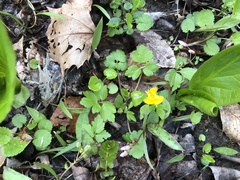 Ranunculus hispidus nitidus