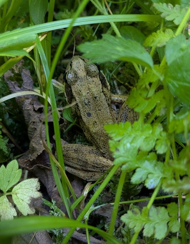 Northern Red-legged Frog