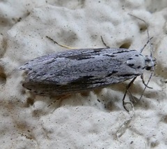 Ethmia discostrigella