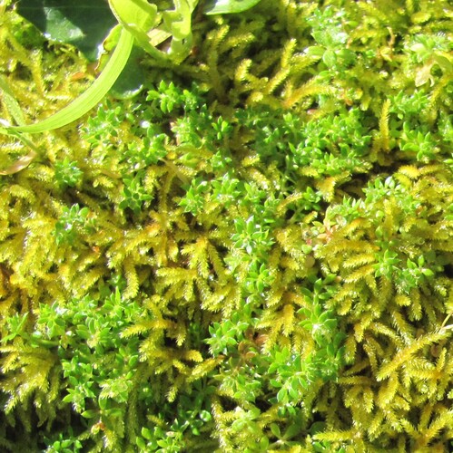 Galium murale, photograph 3