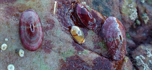 Fissurella mutabilis, 2026-06-15