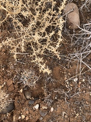 Sclerocactus wrightiae