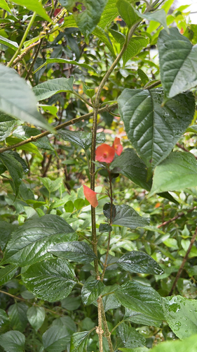 Holmskioldia sanguinea observed 2026-06-14