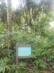 Centrolobium tomentosum