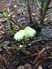 Leucocoprinus birnbaumii image