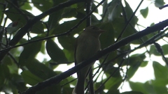 Empidonax virescens