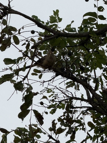 Guira Cuckoo