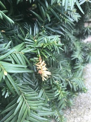 Pestalotiopsis funerea