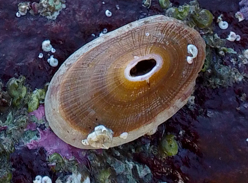 Fissurella mutabilis, 2026-06-15