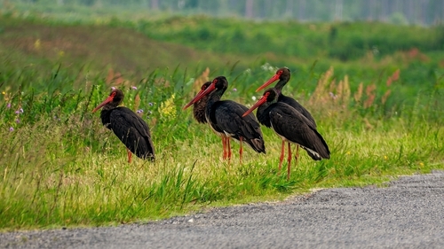 Black Stork