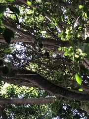 Accipiter cooperii