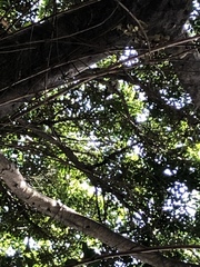 Accipiter cooperii