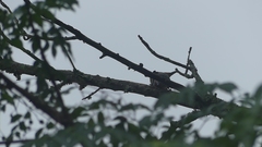 Melanerpes carolinus